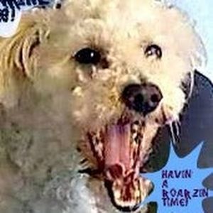 Meet your Posher, Parrish